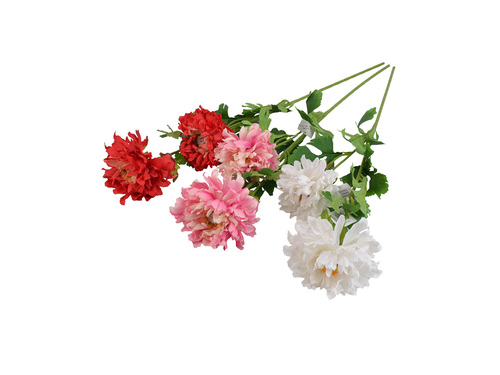 Dalia dzika EV439 2