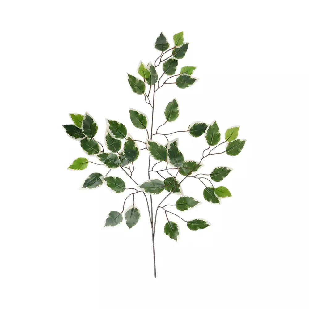 Liść Ficus Banjamin Gumowy FY42-61 1