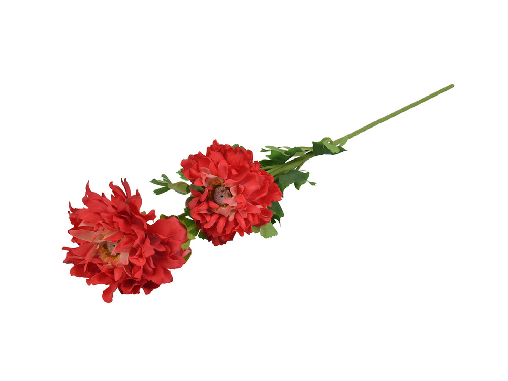 Dalia dzika EV439 1